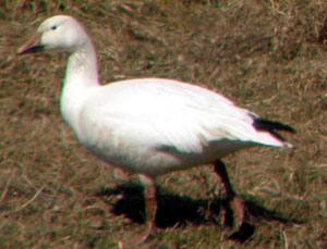 Snow Goose